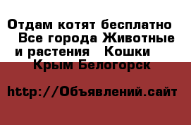 Отдам котят бесплатно  - Все города Животные и растения » Кошки   . Крым,Белогорск